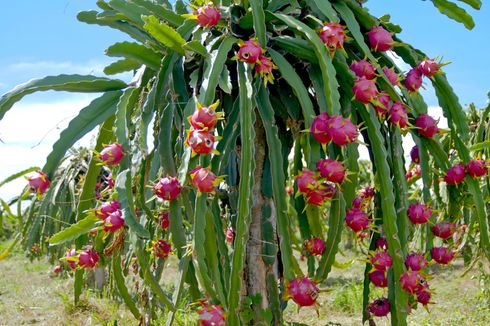 6 Cara Merawat Buah Naga Organik agar Hasilkan Buah Berkualitas