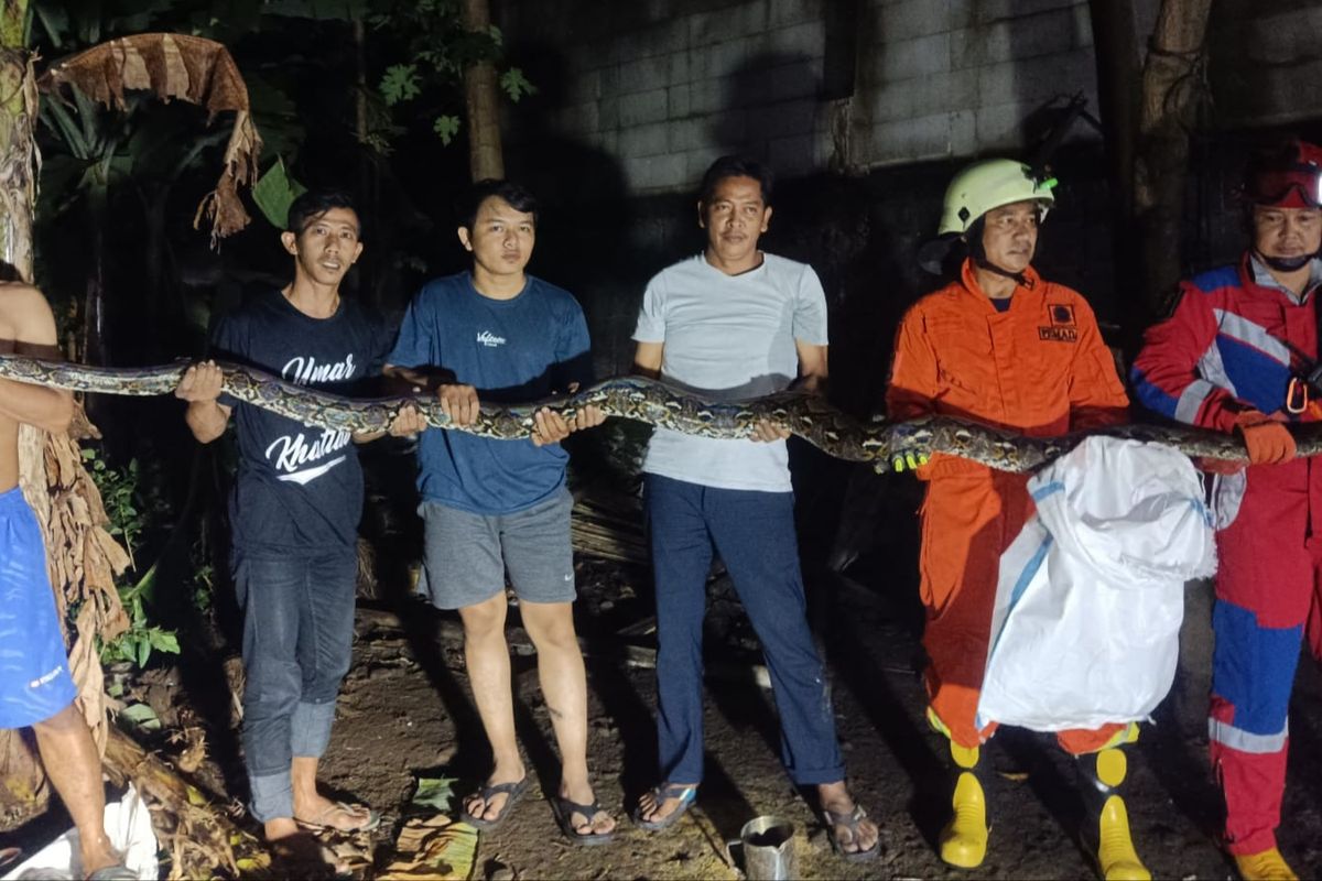 Suku Dinas Penanggulangan Kebakaran dan Penyelamatan (Gulkarmat) Jakarta Selatan bersama warga mengamankan ular sanca sepanjang 3,5 meter di bilangan Lebak Bulus, Jakarta Selatan, Kamis (16/3/2023) dini hari WIB. 