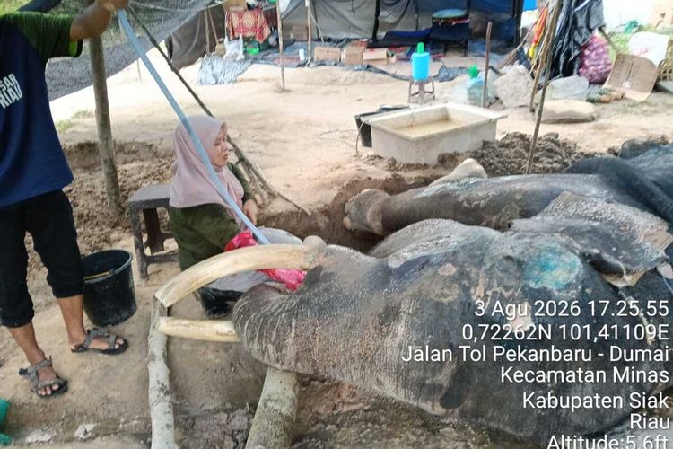Gajah Jinak Jovi Mati usai 34 Hari Dirawat, BBKSDA Riau Ungkap Penyebabnya