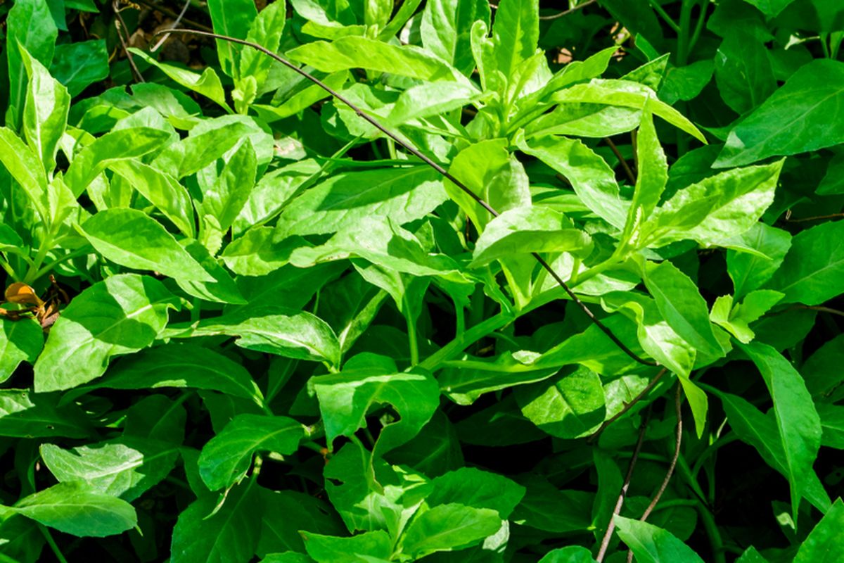 Ilustrasi daun dewa (Gynura divaricata). 