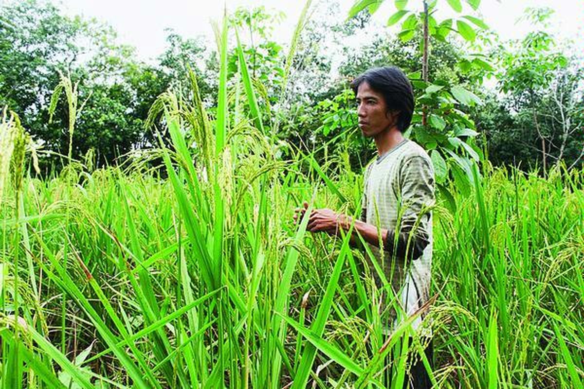 Doni, petani padi dayang rindu di Desa Mandi Aur, Kecamatan Muara Kelingi, Kabupaten Musi Rawas, Sumatera Selatan, Jumat (19/2), memeriksa kondisi tanamannya. Padi dayang rindu merupakan jenis padi ladang yang banyak ditanam di Musi Rawas. Padi dayang rindu memiliki rasa dan aroma yang khas.
