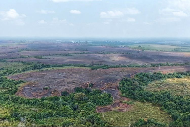 Api di TN Way Kambas Akhirnya Padam, Petugas Masih Siaga Cegah Kebakaran Muncul Lagi