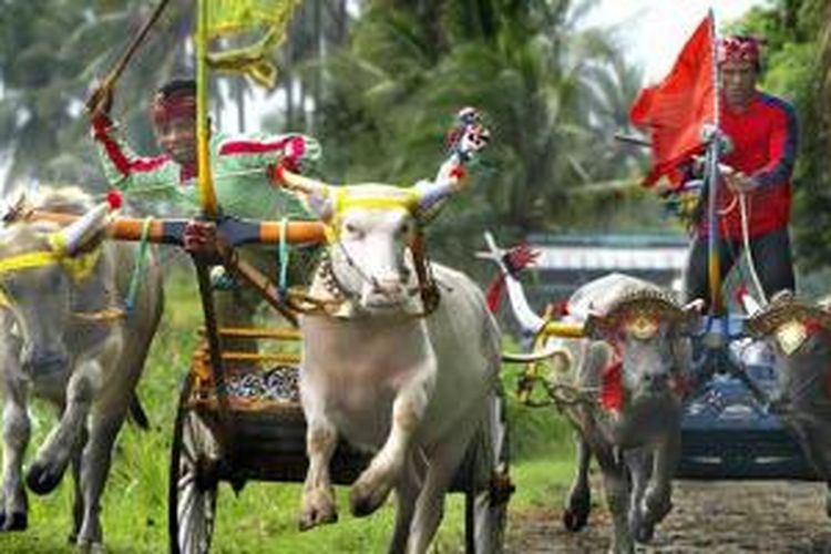 Balap kerbau atau makepung di Kabupaten Jembrana, Bali.