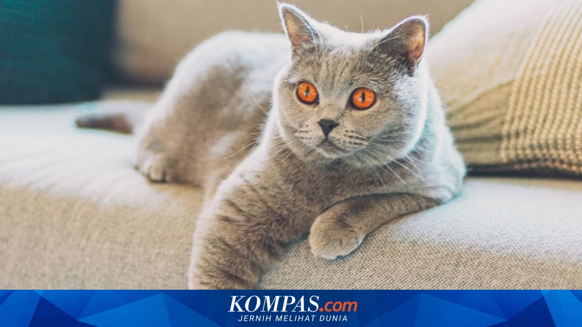 5 Ras Kucing yang Mandiri, Cocok untuk Pemilik yang Sibuk