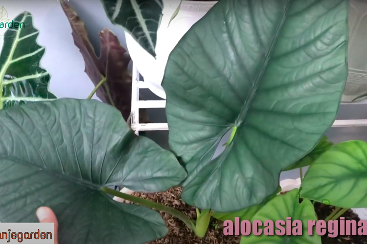 Alocasia Reginae memiliki daun yang tebal, ada pola-pola garis lurus dan lengkung.