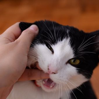 Mencari bantuan medis sangat disarankan daripada bertanya-tanya digigit kucing apakah berbahaya atau tidak.