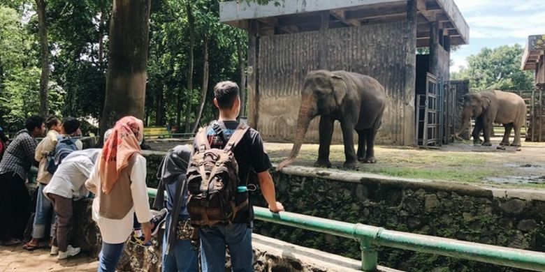 Pengunjung melihat gajah sumatera di Kebun Binatang Ragunan pada hari kedua perayaan Idul Fitri 1443 Hijriah, Selasa (3/5/2022). 