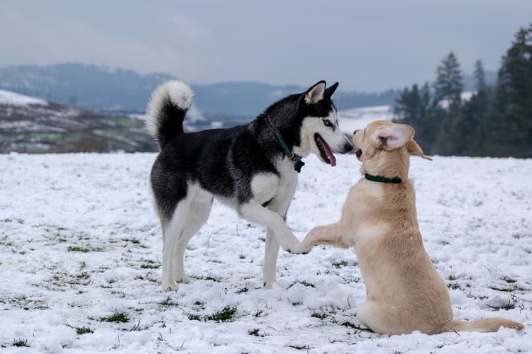 Ilustrasi anjing Siberian husky