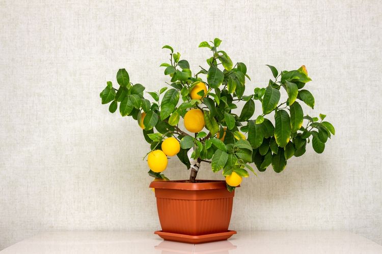 Ilustrasi tanaman lemon.