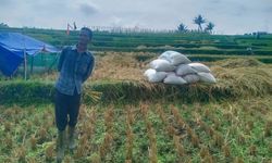 RI Sulit Capai Pertumbuhan Ekonomi 8 Persen Jika Andalkan Sektor Pertanian