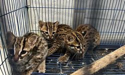 Jual Kucing Kuwuk lewat Jalur Darat, Pria di Sumatera Utara Ditangkap