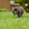 Benarkah Kucing Bisa Memprediksi Cuaca?