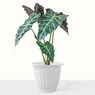 Kenalan Sama Alocasia, Tanaman Cantik dari Hutan Belantara