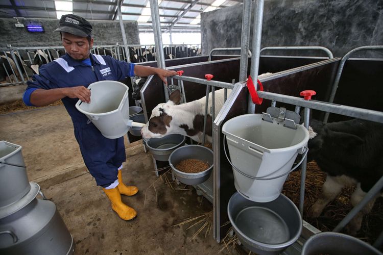 Suasana kandang sapi perah Desa Susu (Dairy Village), Ciater, Jawa Barat, Selasa (11/12/2018). Peternakan sapi perah mandiri modern dan berkelanjutan pertama di Indonesia ini merupakan kerjasama Frisian Flag Indonesia dan Koperasi Peternak Sapi Bandung Utara Lembang.