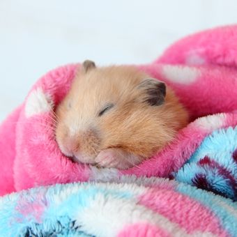Ilustrasi hamster tidur. 