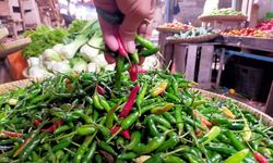 Jelang Hari Besar Keagamaan, Kementan Optimis Pasokan Cabai Mencukupi