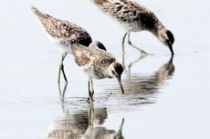 Arus Balik Burung Migran Kembali Singgahi Danau Limboto