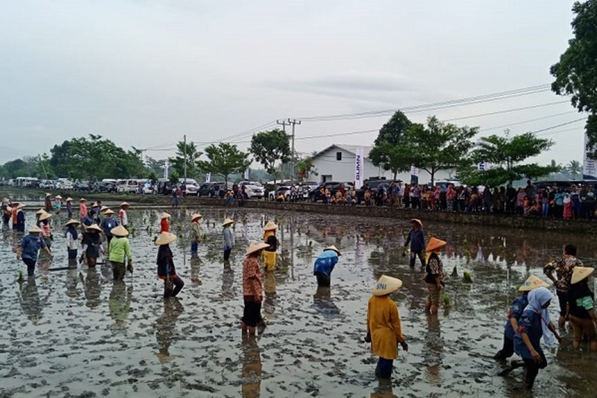 Kementan mengapresiasi langkah Distanbun Jateng tanggung biaya asuransi petani miskin