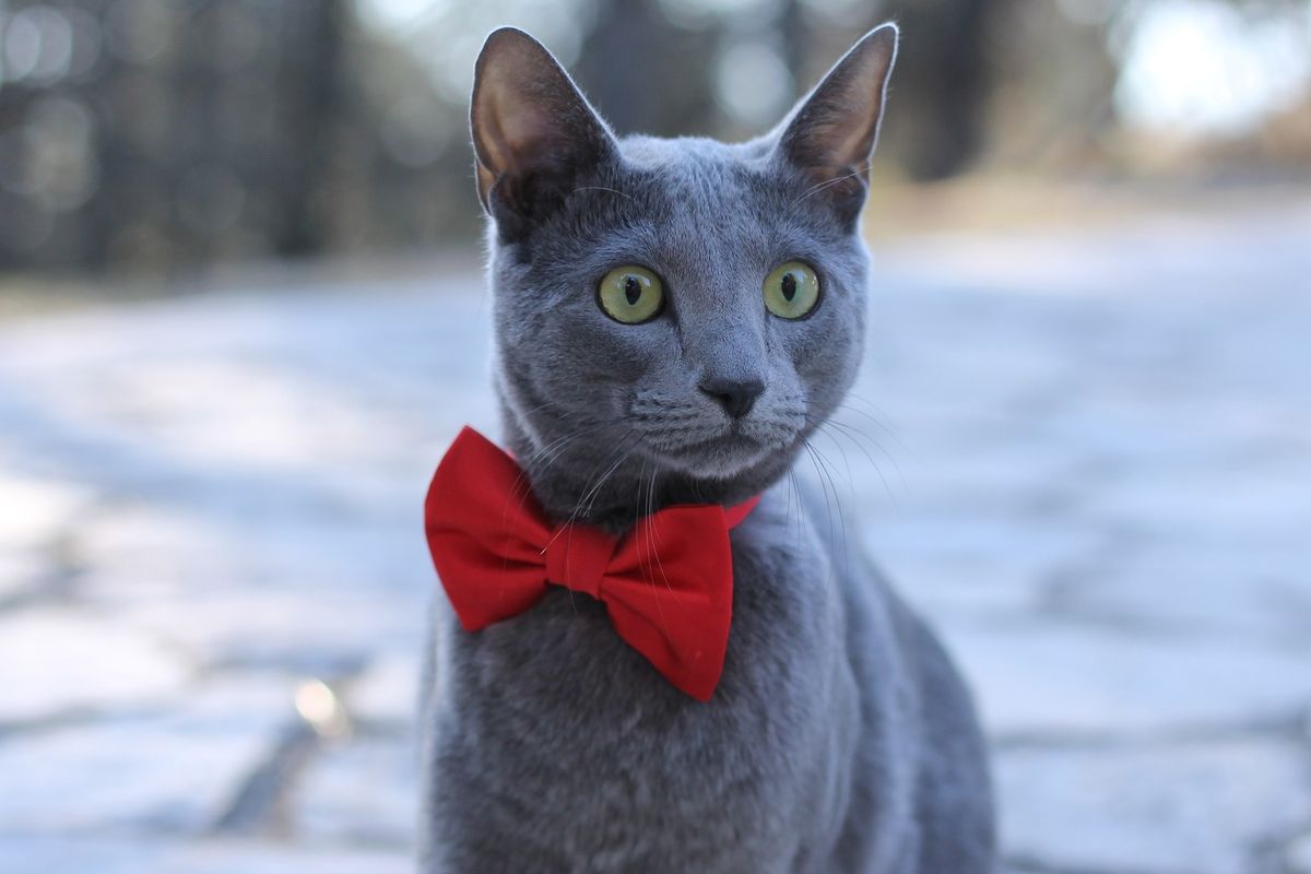 Ilustrasi ras kucing Russian Blue. 