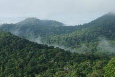 Pemerintah Diminta Belajar dari Brasil Terkait Pengelolaan Hutan