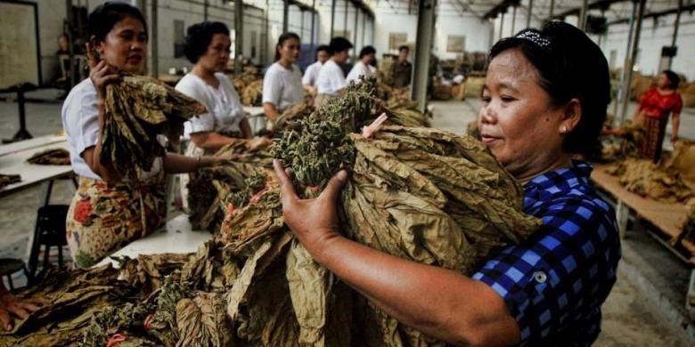 Pekerja melakukan proses pemisahan tembakau Deli kualitas terbaik di gudang permentasi kebuh helvetia PTPN 2 di Jalan Raya Kelambir 5, Deliserdang Sumut, Senin (21/5/2012).