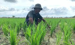 BPS Prediksi Produksi Padi Januari–April 2022 Naik 7,7 Persen 