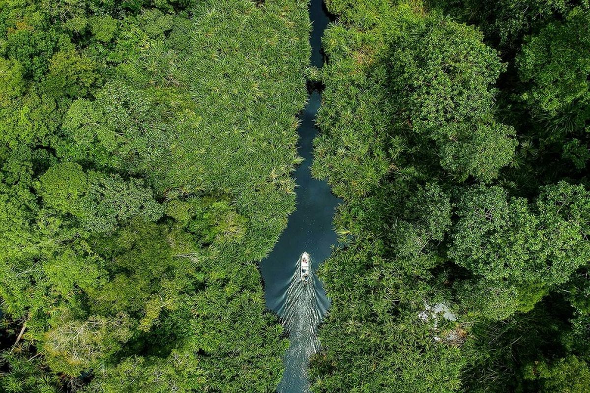 Hutan Gambut utuh terbesar di Sumatera.

