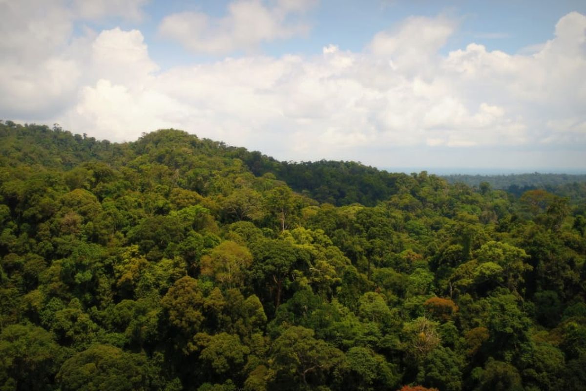 Kawasan hutan Taman Nasional Bukit Duabelas tempat hidup dan berkehidupan Orang Rimba