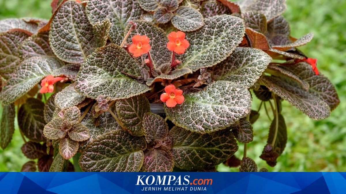 Tips Merawat Bunga Episcia agar Tumbuh Rimbun dan Sehat