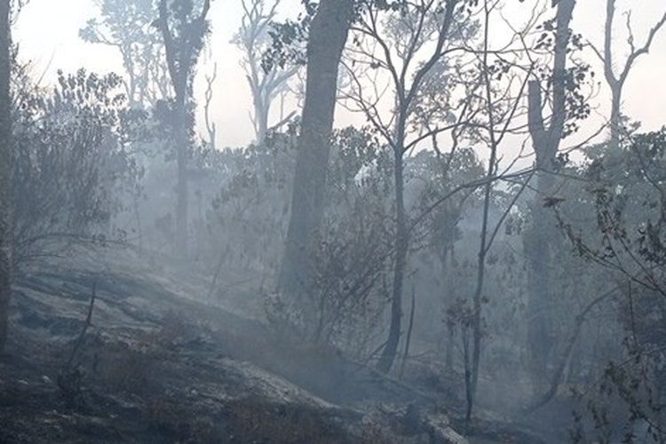 Imbas Gunung Buthak Terbakar, 15 Hektare Hutan Hangus 