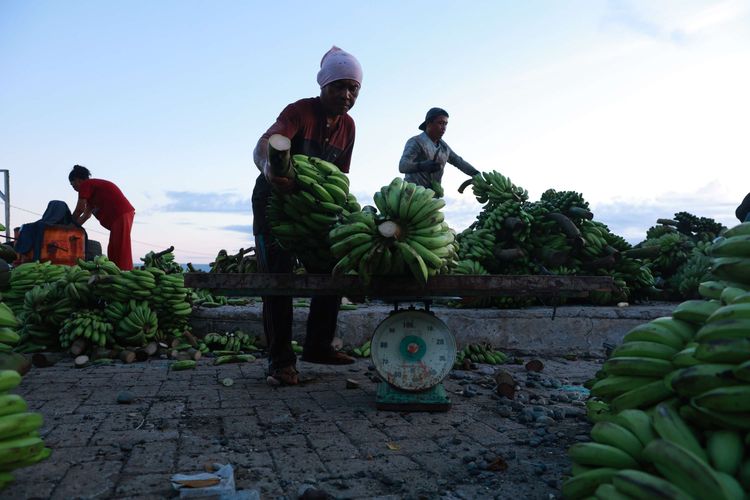BERITA FOTO: Penurunan Panen Pisang di Lampung