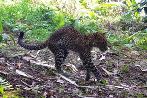Macan Tutul di Sanggabuana Karawang Ditembak, Dedi Mulyadi Desak Aparat Bertindak Cepat