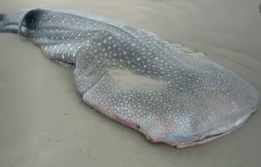 Beberapa Hewan Laut Berukuran Besar Terdampar di Pantai Indonesia ...