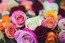 9 Warna Bunga Mawar yang Memiliki Arti Berbeda, Sudah Tahu?