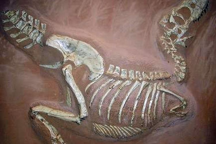 Salah satu fosil utuh yang ditemukan