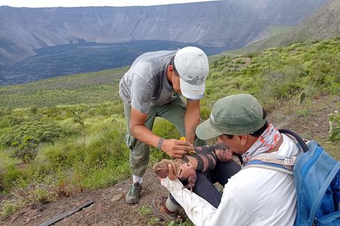 Ekuador Lepas 100.000 Nyamuk Mandul di Galapagos