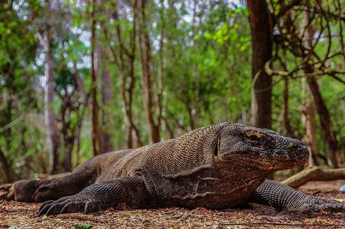 Fakta-fakta Racun Komodo, Predator Puncak yang Sangat Berbahaya