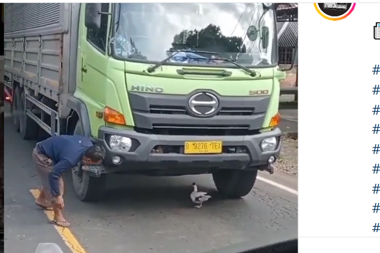Video sopir truk menangkap itik 