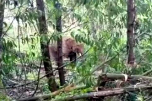 Pernah Digiring Keluar, 2 Gajah Ini Kembali Masuk Kebun Warga di Riau