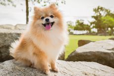 7 Ras Anjing yang Mirip Pomeranian, Lucu dan Menggemaskan