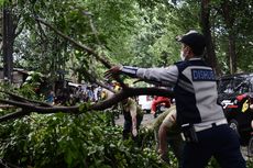 Pohon Tumbang Timpa Satu Rumah dan Jembatan di Jakarta Timur, Kerugian Ditaksir Rp 70 Juta