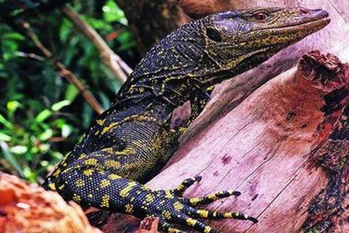 Varanus bitatawa.