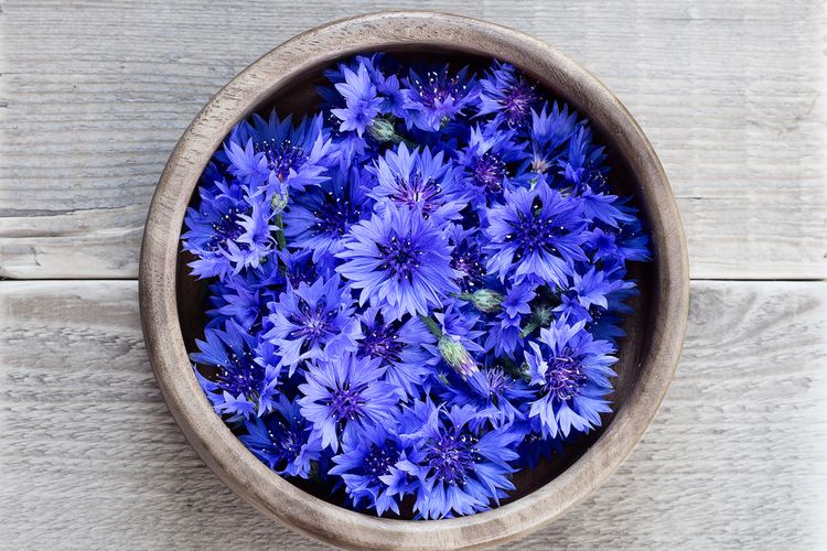 Ilustrasi bunga cornflower penghasil warna biru alami. 