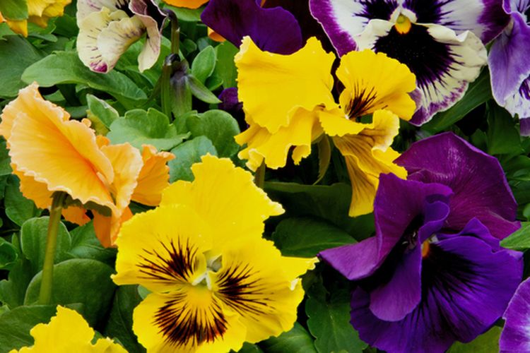 Ilustrasi bunga pansy.