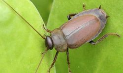 Susu Kecoa, Superfood Masa Depan yang Mengalahkan Susu Sapi?