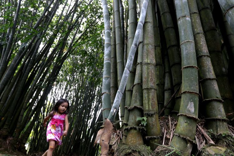 Pohon bambu raksasa (Dendrocalamus giganteus Munro) adalah salah satu tanaman koleksi Kebun Raya Bogor, Jawa Barat, Jumat (19/5/2017). Kebun botani yang digagas oleh Prof CGC Reinwardt seorang botanis berkebangsaan Jerman sebagai tempat penelitian ini genap berusia 200 tahun.