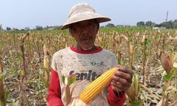 Produksi Jagung Nasional Berkembang Cukup Baik, Impor Bisa Ditekan