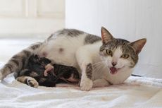 Perawatan Pasca Melahirkan Induk dan Anak Kucing yang Baru Lahir