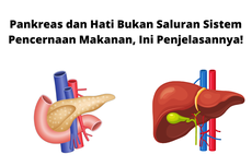 Pankreas dan Hati Bukan Saluran Sistem Pencernaan Makanan, Ini Penjelasannya!