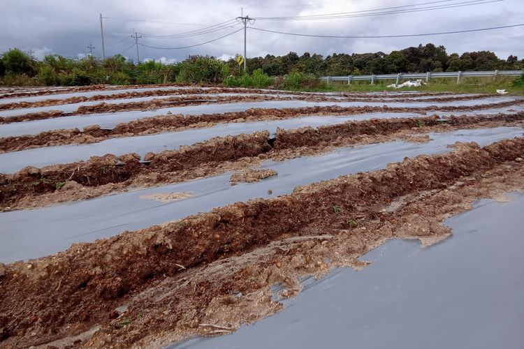 Pengembangan kawasan Food Estate (FE) hortikultura berbasis korporasi di kabupaten Humbang Hasundutan (Humbahas), Sumatera Utara (Sumut) 